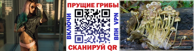 Псилоцибиновые грибы GOLDEN TEACHER Грайворон
